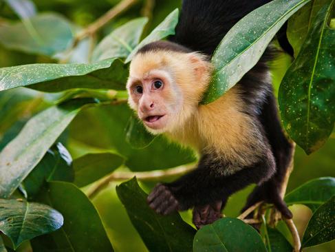 A Découvrir au Costa Rica - Cahuita & Puerto Viejo