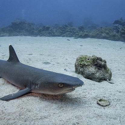 Ile De Cocos A Découvrir au Costa Rica - L'Ile de Cocos