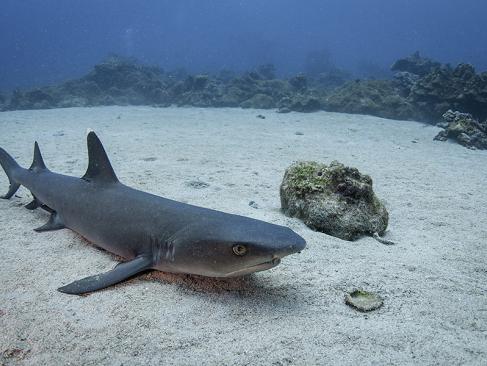 Ile De Cocos A Découvrir au Costa Rica - L'Ile de Cocos