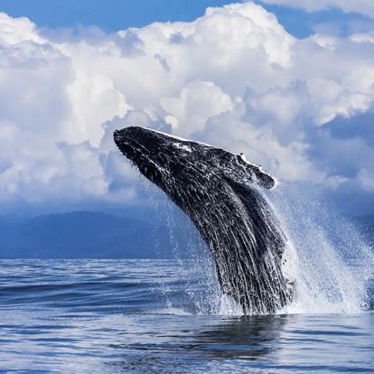 A Découvrir au Costa Rica - La Côte Pacifique Sud
