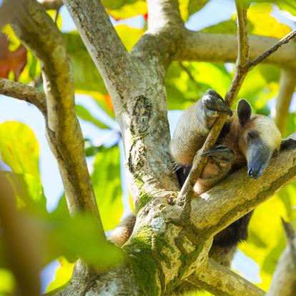 A Découvrir au Costa Rica - La Péninsule de Osa