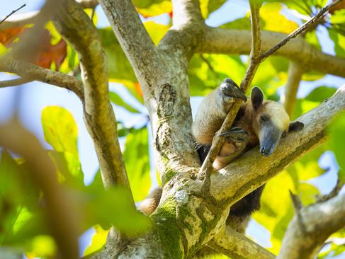 A Découvrir au Costa Rica - La Péninsule de Osa