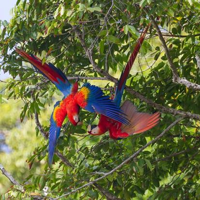 A Découvrir au Costa Rica - La Péninsule de Osa