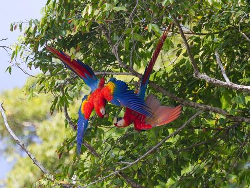 A Découvrir au Costa Rica - La Péninsule de Osa