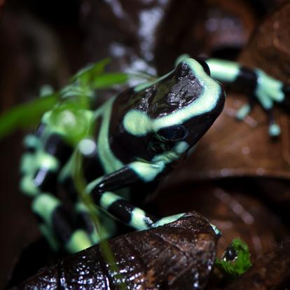 A Découvrir au Costa Rica - La Vallée de Sarapiqui