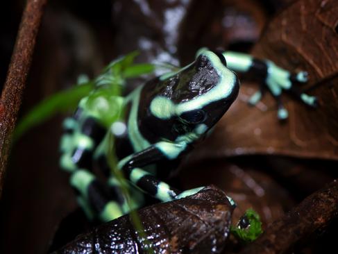 A Découvrir au Costa Rica - La Vallée de Sarapiqui