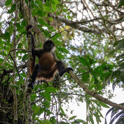 A Découvrir au Costa Rica - La Vallée de Sarapiqui