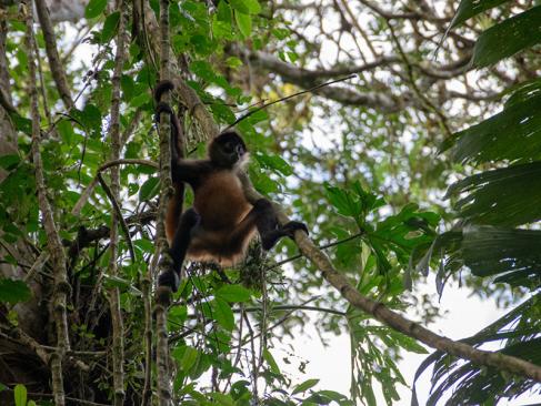 A Découvrir au Costa Rica - La Vallée de Sarapiqui