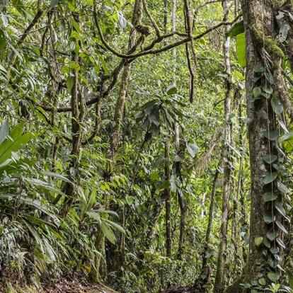 A Découvrir au Costa Rica - La Vallée de Sarapiqui