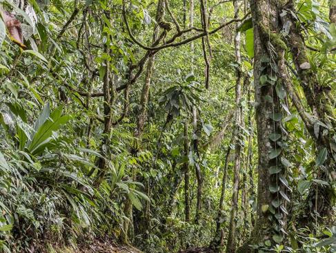 A Découvrir au Costa Rica - La Vallée de Sarapiqui