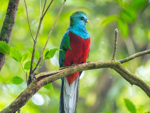 A Découvrir au Costa Rica - Monteverde