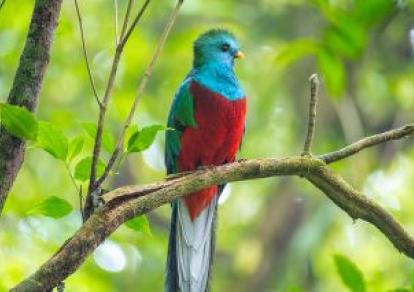 Amérique Centrale & Caraïbes