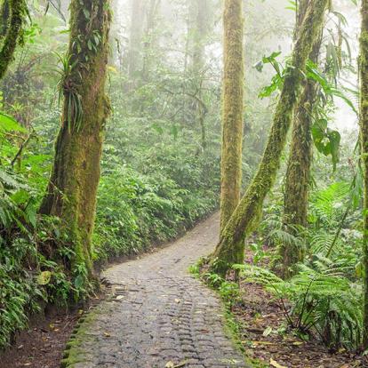 A Découvrir au Costa Rica - Monteverde