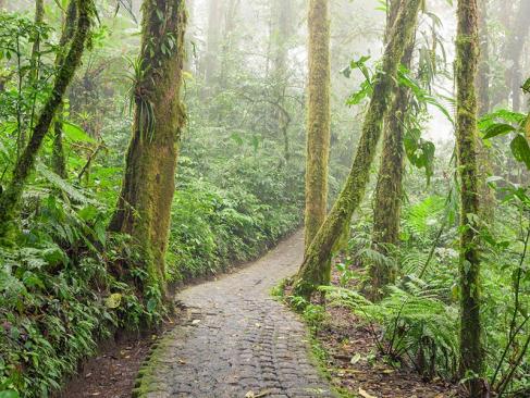 A Découvrir au Costa Rica - Monteverde
