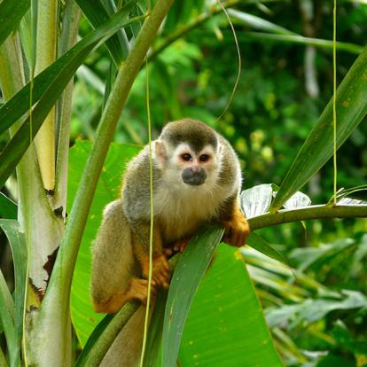 Parc National De Manuel Antonio A Découvrir au Costa Rica -  Le Parc National de Manuel Antonio
