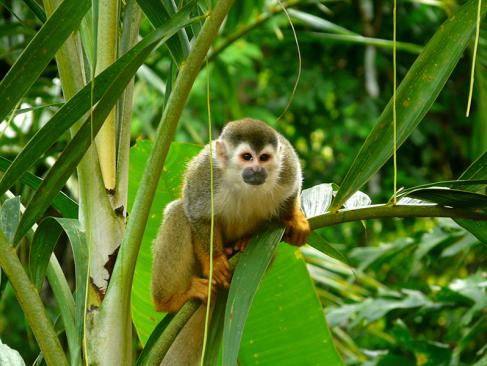 Parc National De Manuel Antonio A Découvrir au Costa Rica -  Le Parc National de Manuel Antonio