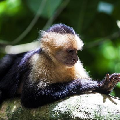 Parc National De Manuel Antonio A Découvrir au Costa Rica -  Le Parc National de Manuel Antonio