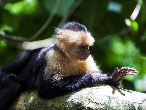 Parc National De Manuel Antonio A Découvrir au Costa Rica -  Le Parc National de Manuel Antonio