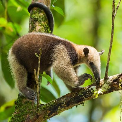A Découvrir au Costa Rica - Parc National de Tortuguero