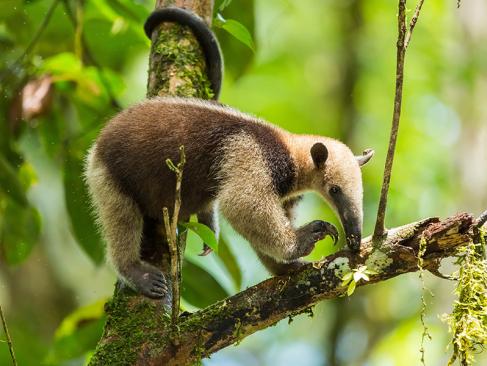 A Découvrir au Costa Rica - Parc National de Tortuguero