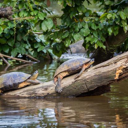 A Découvrir au Costa Rica - Parc National de Tortuguero