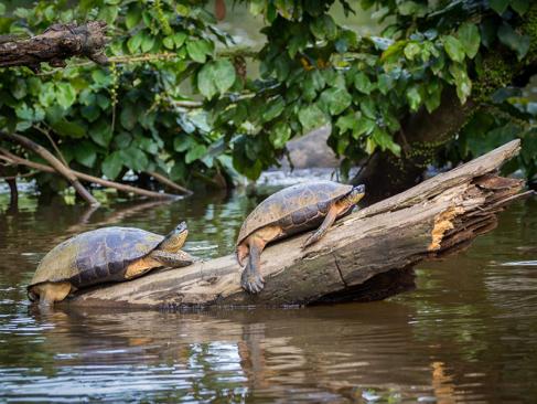A Découvrir au Costa Rica - Parc National de Tortuguero