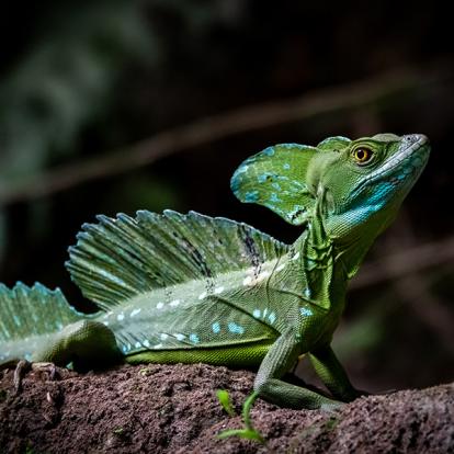 A Découvrir au Costa Rica - Parc National de Tortuguero