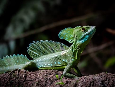 A Découvrir au Costa Rica - Parc National de Tortuguero