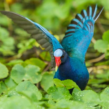 A Découvrir au Costa Rica - Parc National de Tortuguero