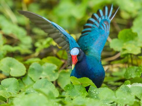A Découvrir au Costa Rica - Parc National de Tortuguero