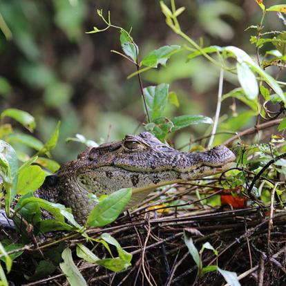 A Découvrir au Costa Rica - Parc National de Tortuguero