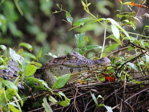 A Découvrir au Costa Rica - Parc National de Tortuguero