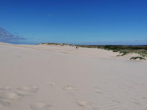 Råbjerg Mile - Dunes De Sable Et Désert Dans Le Nord Du Jutland à L'extérieur De Skagen A Découvrir au Danemark - Skagen