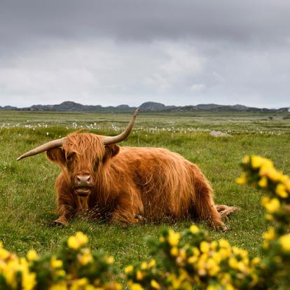 Île De Mull - Ross De Mull A Découvrir en Ecosse L'Ile de Mull