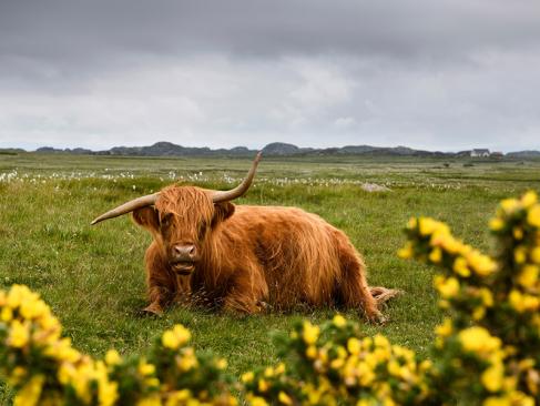 Île De Mull - Ross De Mull A Découvrir en Ecosse L'Ile de Mull