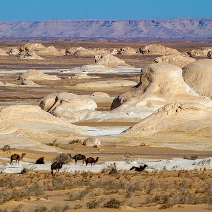 Desert At Farafra A Découvrir en Egypte - Le  Désert Libyque et ses Oasis