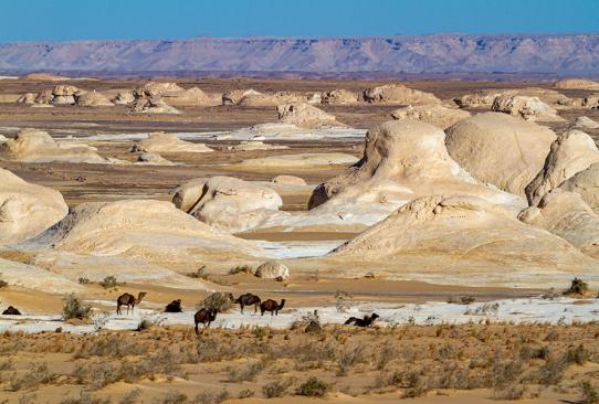 A Découvrir en Egypte - Le  Désert Libyque et ses Oasis