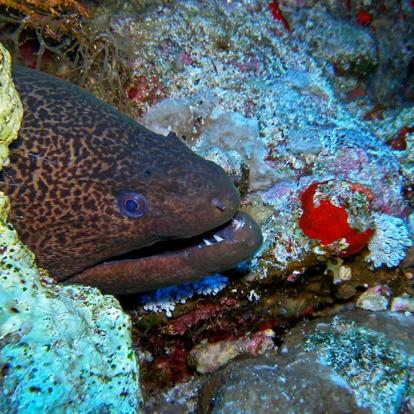 A Découvrir en Egypte - Sharm El Cheik