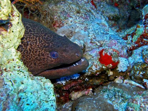 A Découvrir en Egypte - Sharm El Cheik