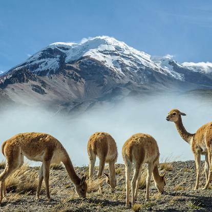 Chimborazo A Découvrir en Equateur - Volcans Cotopaxi & Chimborazo