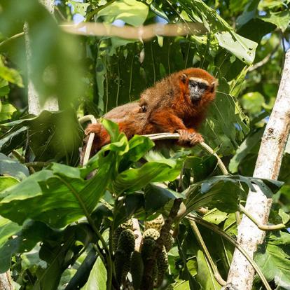 A Découvrir en Equateur - Le Parc National Yasuni