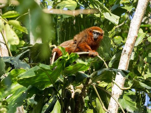 A Découvrir en Equateur - Le Parc National Yasuni