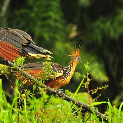 A Découvrir en Equateur - Le Parc National Yasuni