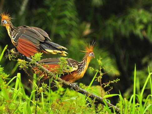 A Découvrir en Equateur - Le Parc National Yasuni