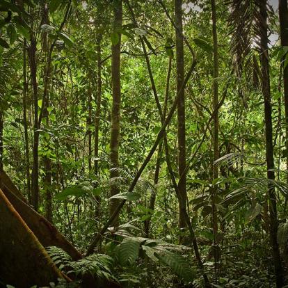 A Découvrir en Equateur - Le Parc National Yasuni