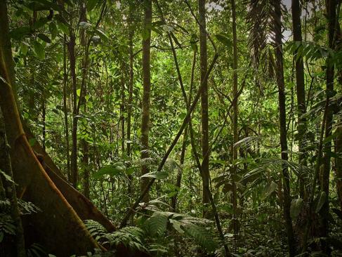 A Découvrir en Equateur - Le Parc National Yasuni