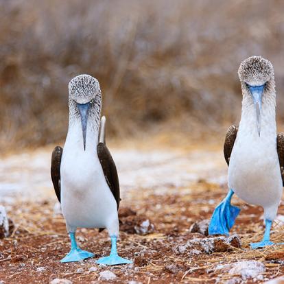 A Découvrir en Equateur - Les Iles Galapagos
