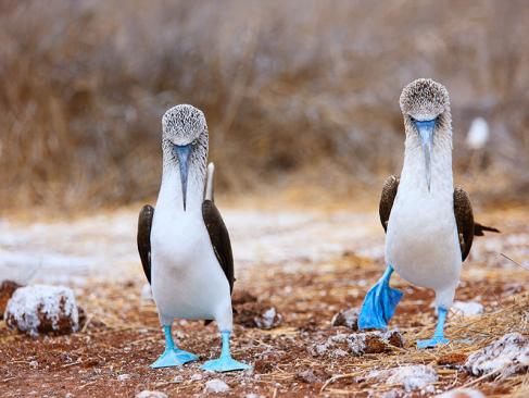 Galapagos - Seymour Island A Découvrir en Equateur - Les Iles Galapagos