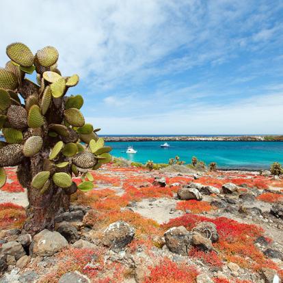 Galapagos - South Plaza Island A Découvrir en Equateur - Les Iles Galapagos