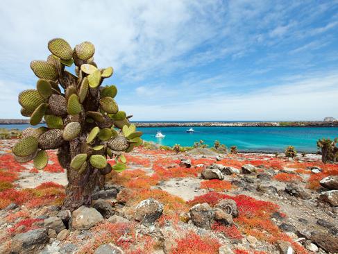 Galapagos - South Plaza Island A Découvrir en Equateur - Les Iles Galapagos